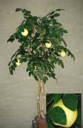 64 inch Artificial Silk Pear Tree with Pears  on Natural Wood Silk Plants Canada
